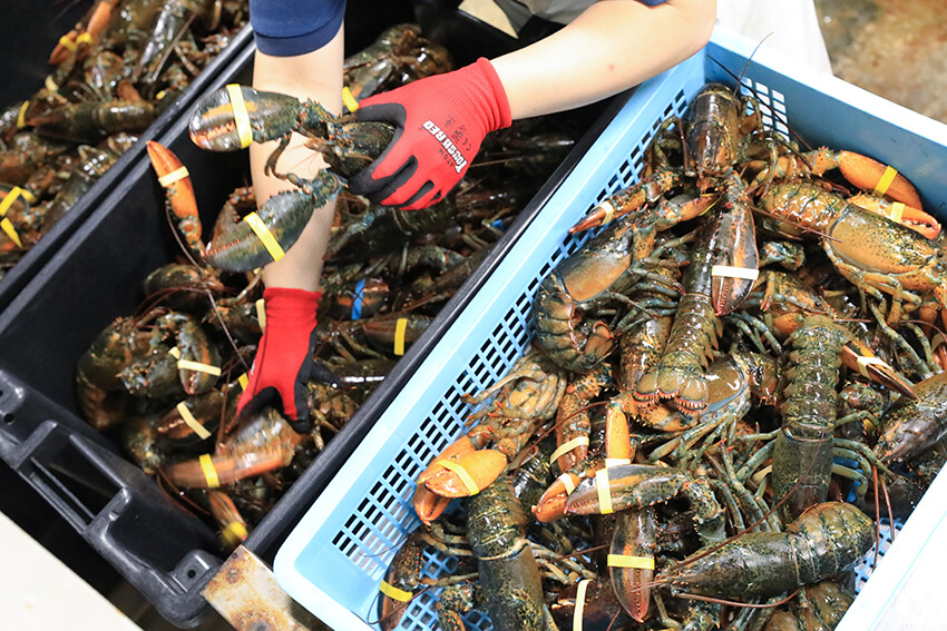 直輸入した新鮮なオマール海老を全国にお届けしています