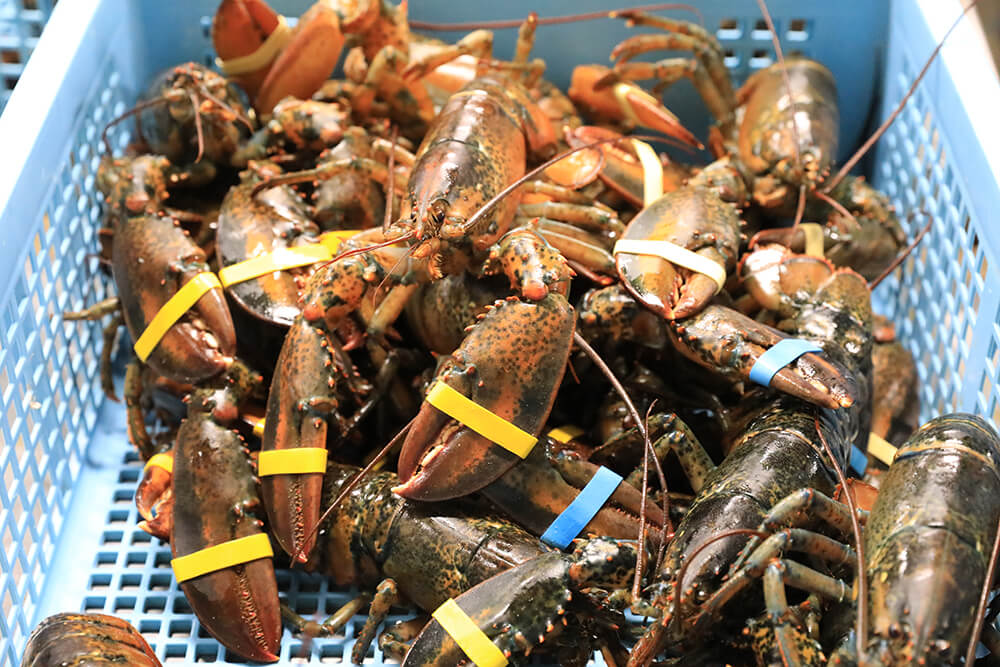 直輸入した新鮮なオマール海老を全国にお届けしています