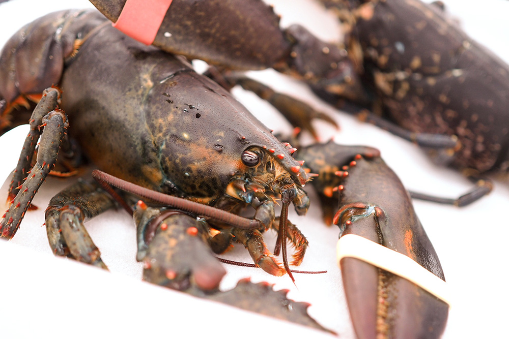 活オマール海老とは