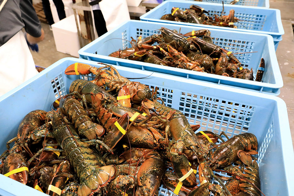 活オマール海老とは